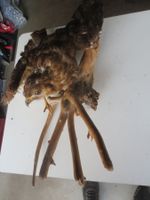 Präparierter Bussard auf Wurzel 🦅