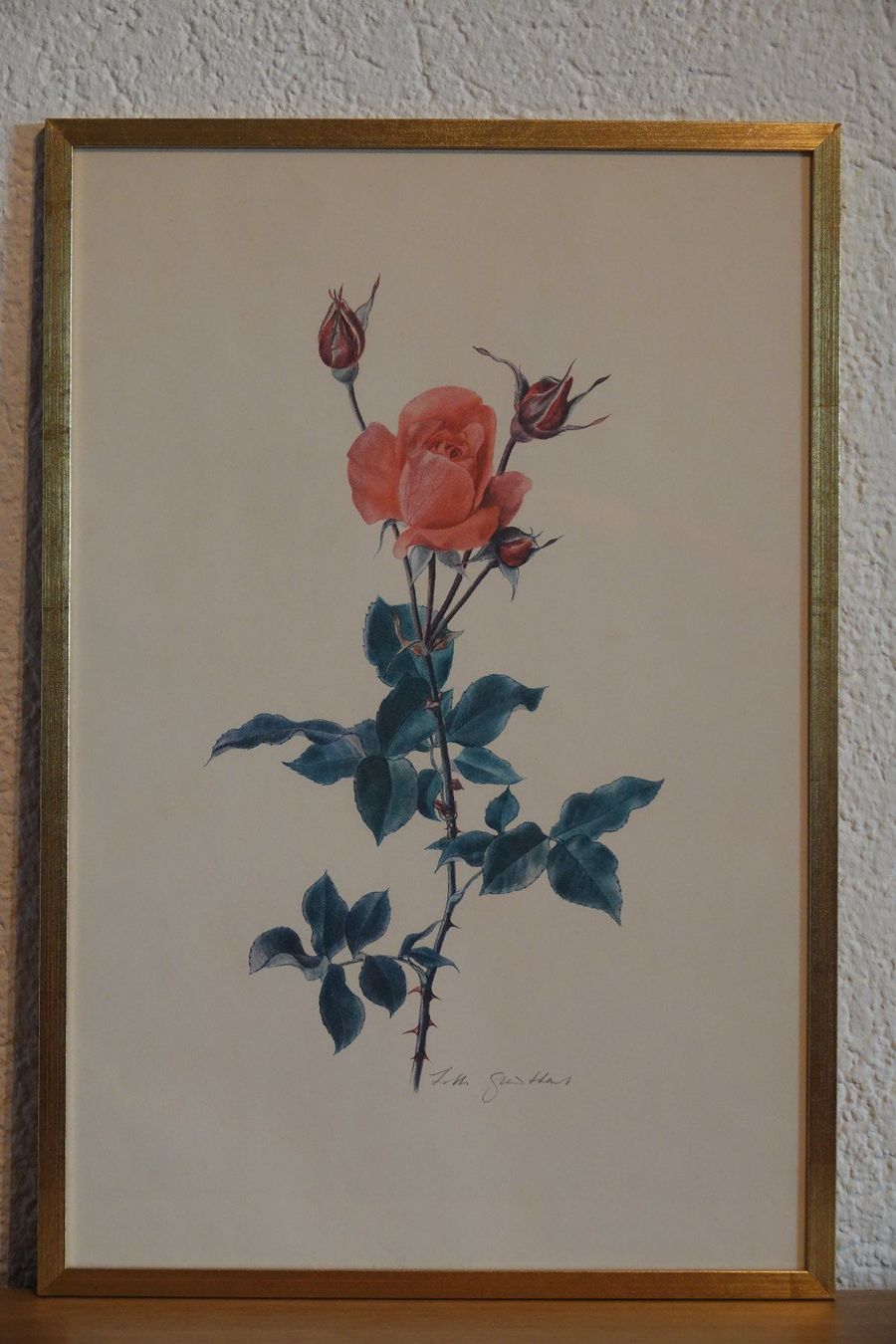 Foto & Immagini: Rose von Lotti Günthart – Usato da Winterthur venduto da Minerva_59