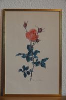 Rose von Lotti Günthart