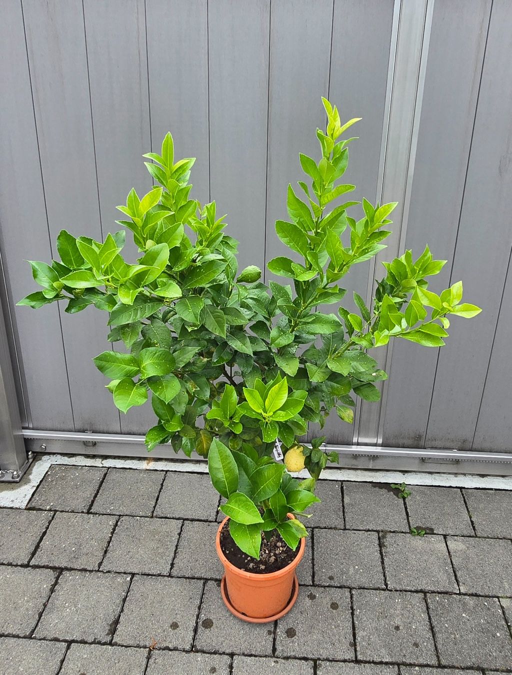 Piante & sementi: Zitronenbaum mit Früchten – Usato da Aarburg venduto da popkorn65 4