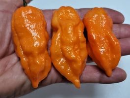 BHUT JOLOKIA ORANGE PIMENT TRES FORT 10g