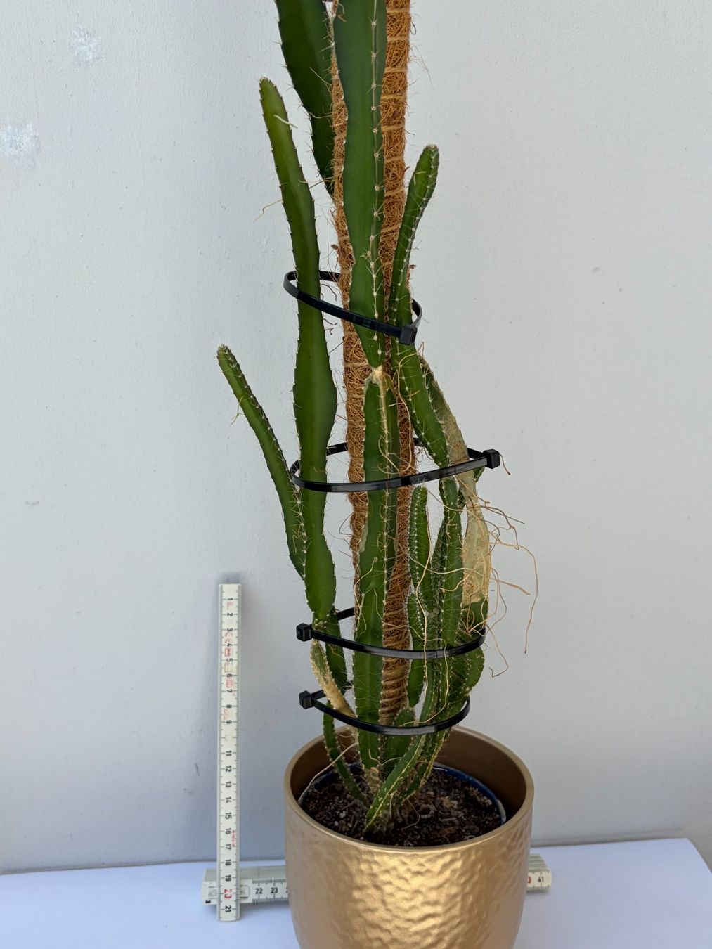 Piante & sementi: Drachenfrucht-Pflanzen, (rotfleischige Drachenfrucht) – Usato da Boll venduto da NRie 1