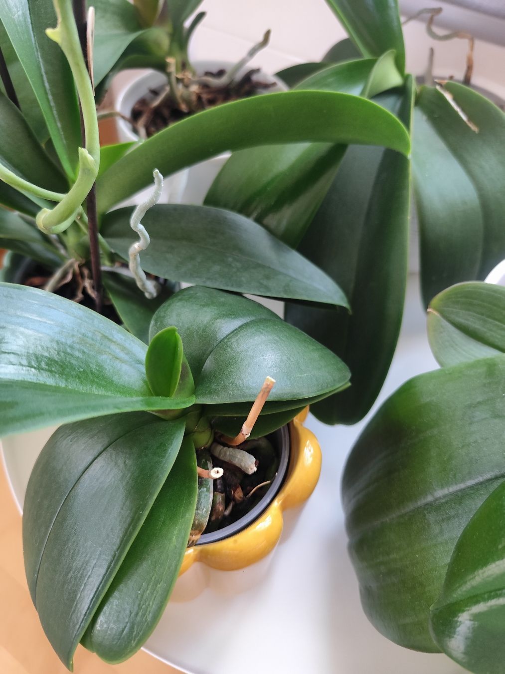 Pflanzen & Samen: 5 gesunde Orchideen mit Töpflis – Gebraucht aus Zürich von Claudia_Zueri 1