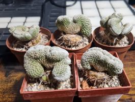 Pelecyphora Aselliformis RS 550, Cristata, veredelt 2023