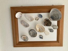 Wunderbares Stimmungsbild mit Muscheln