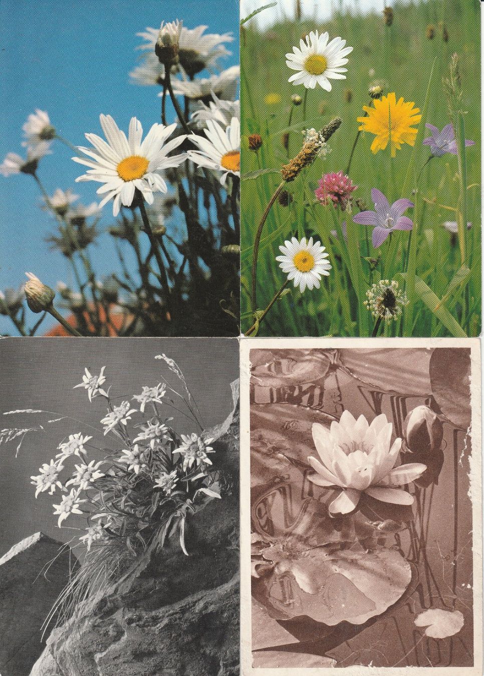 Ansichtskarten: 40 Blumenkarten – Gebraucht aus Lumbrein von made02 7