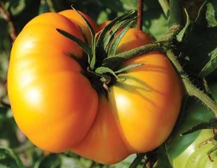 Piante & sementi: 20 Samen BRANDYWINE YELLOW Tomate – Nuovo (secondo la descrizione) da Ehrendingen venduto da VerveinaSamen 7