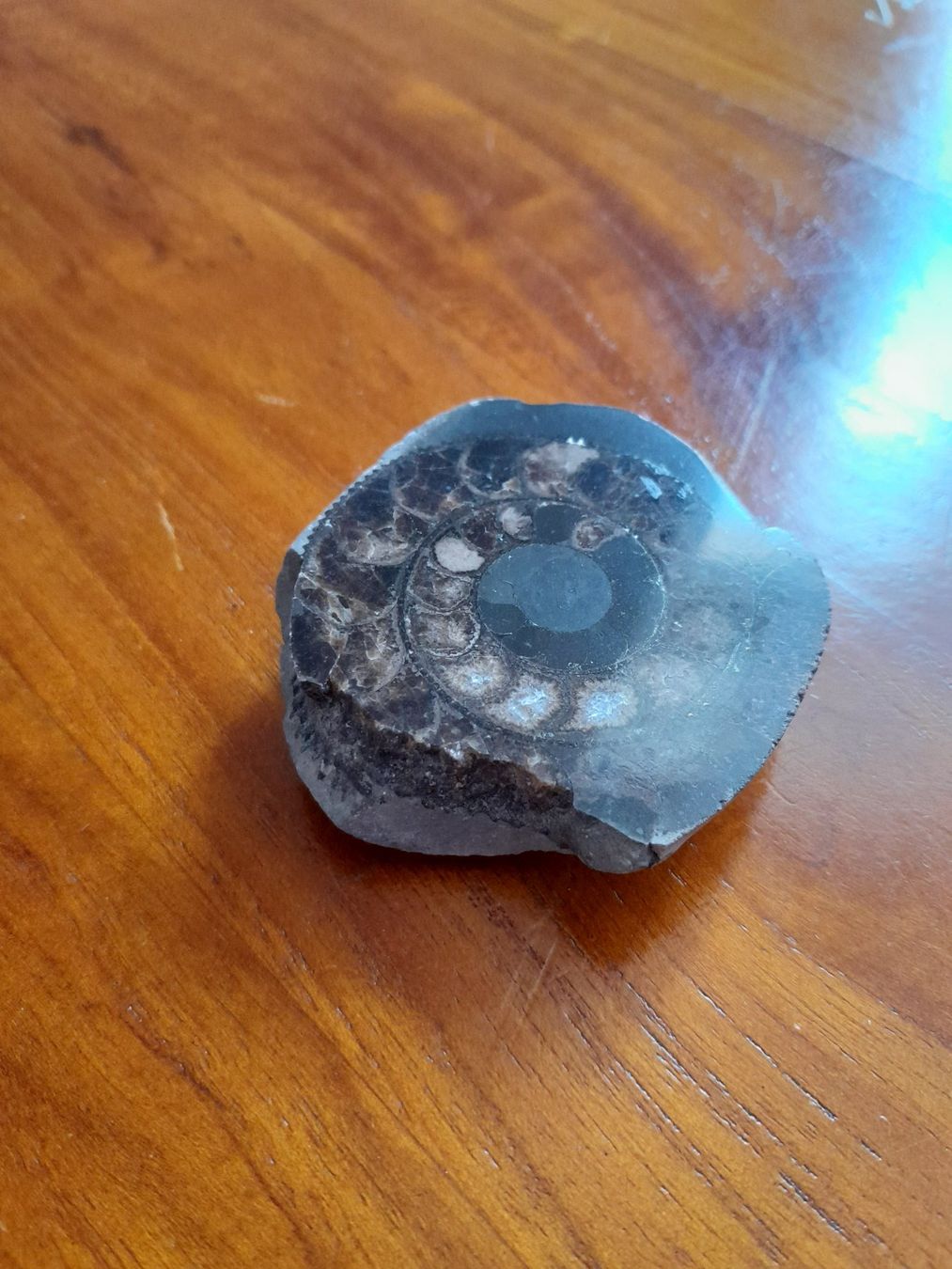Fossili: Petite ammonite – Usato da La Chaux-de-Fonds venduto da AntoineKolbl 1