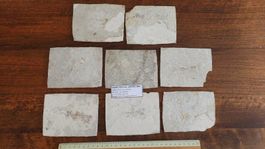 fossile Fische aus Céreste F