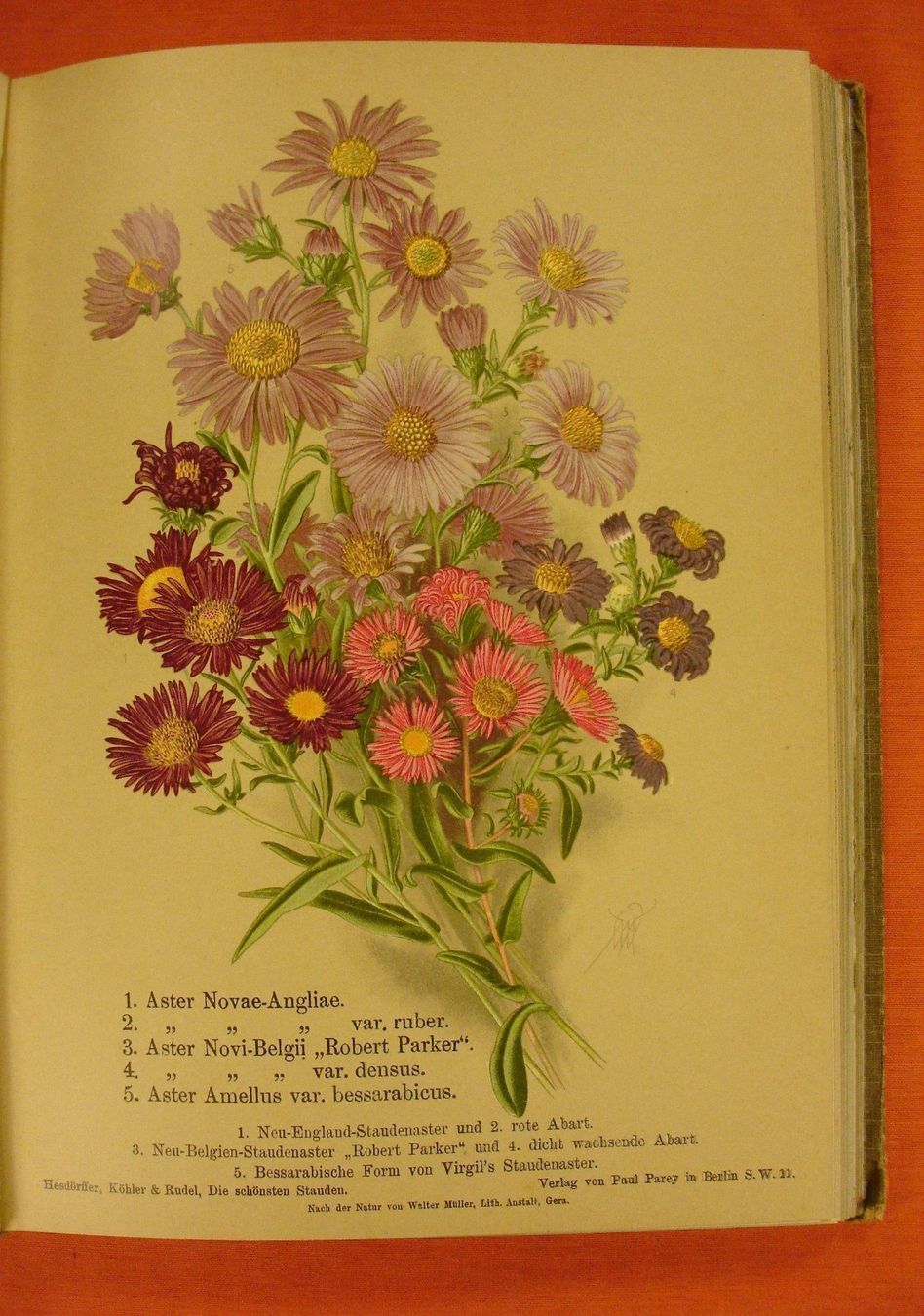 Libri: DIE SCHÖNSTEN STAUDEN, 48 BLUMENTAFELN – Usato da Grüningen venduto da Kartensammler 4