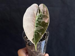 Alocasia Watsoniana Doff Pink