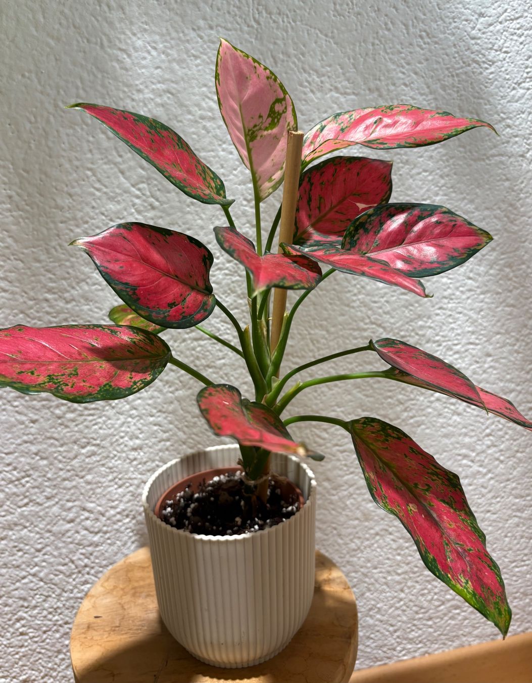 Piante & sementi: Aglaonema 'Cherry Baby' – Usato da Bonstetten venduto da sam_jt9j 1