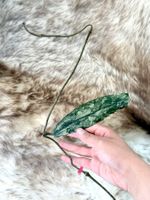 Hoya undulata silver (Kopfsteckling) 🦄✨