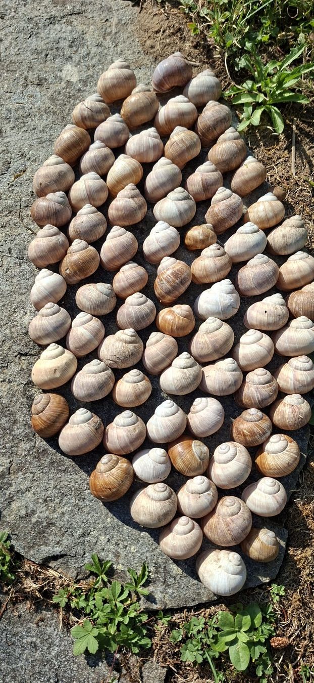 Alle Dekorationen: 76 grosse,echte Schneckenhäuser, – Neu (gemäss Beschreibung) aus Ebnat-Kappel von Zurk