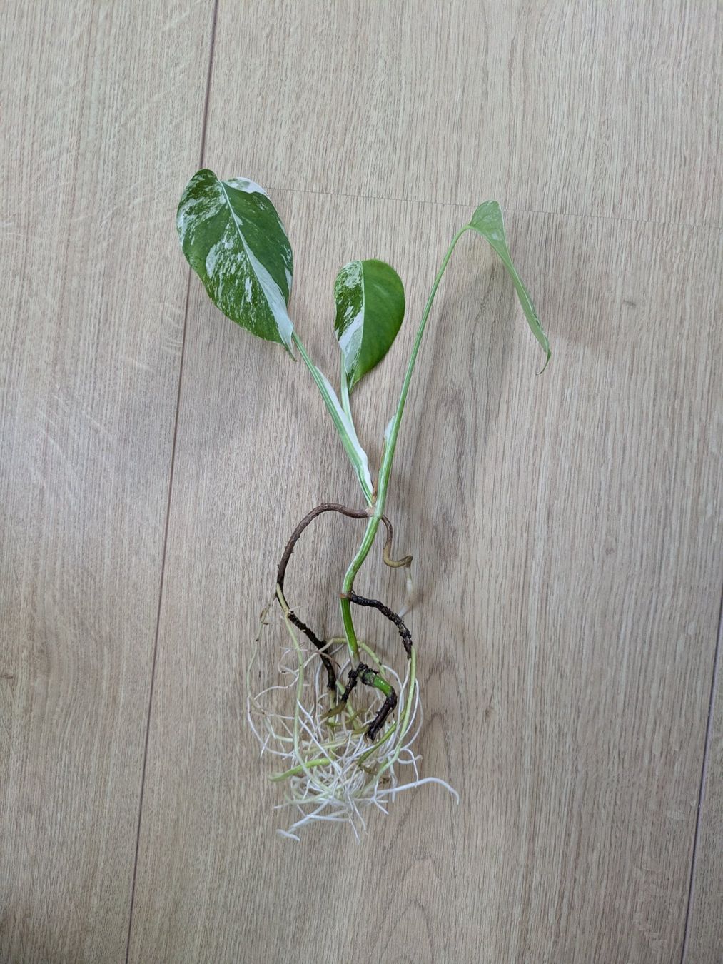 Piante & sementi: Schöne Monstera Variegata Steckling - Rare – Usato da Winkel venduto da Kade50