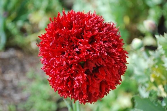 Piante & sementi: 500 Samen Mohn CRIMSON FEATHERS – Nuovo (secondo la descrizione) da Ehrendingen venduto da VerveinaSamen 3