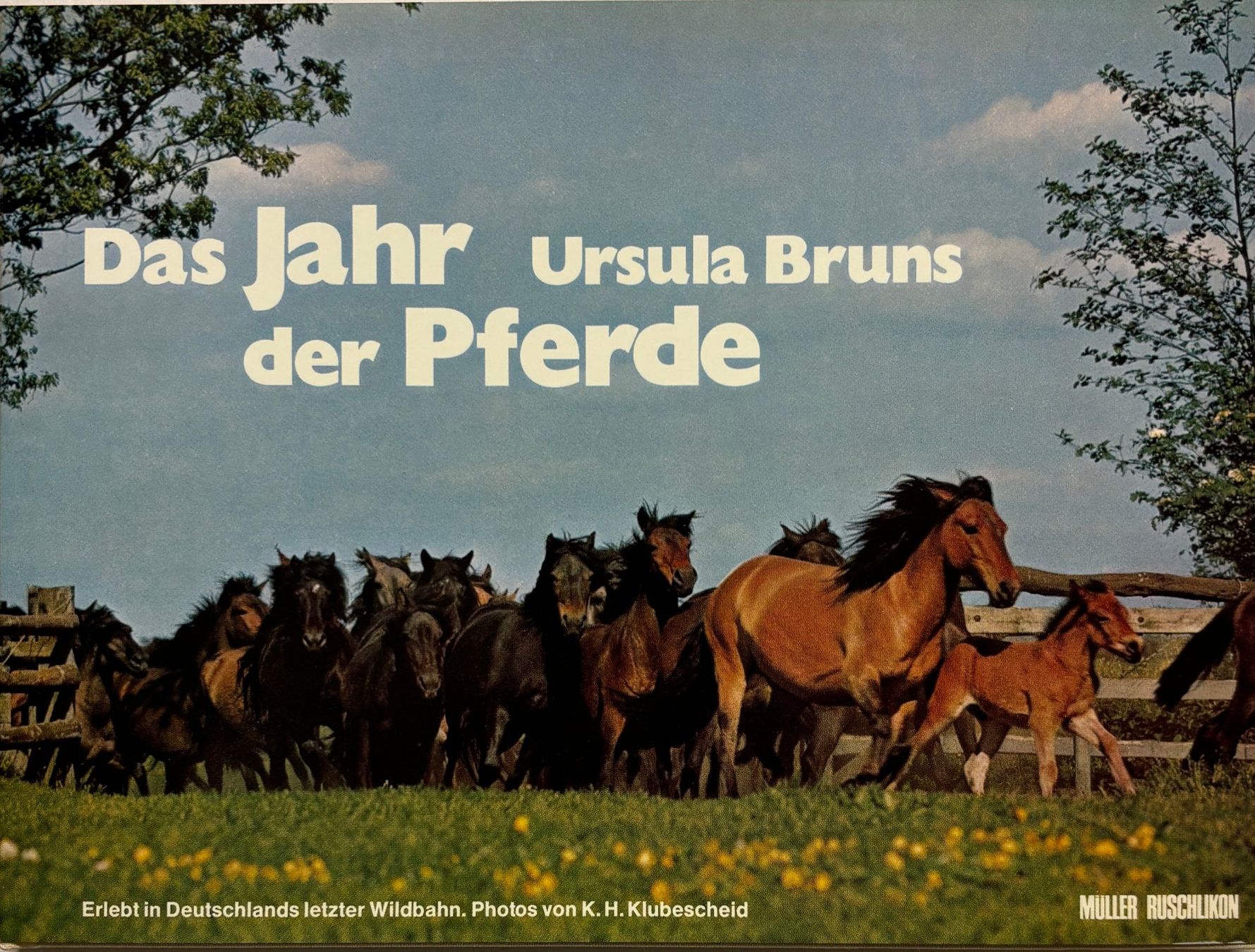 Libri: Ursula Bruns, Das Jahr der Pferde – Nuovo (secondo la descrizione) da Sarnen venduto da Livres