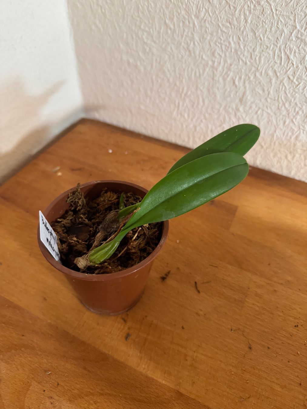 Plantes & graines: Bulbophyllum makoyanum – D'occasion à Männedorf par mrclst