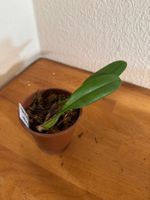 Bulbophyllum makoyanum