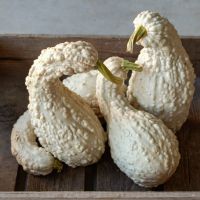 12 Samen Kürbis WHITE CROOKNECK