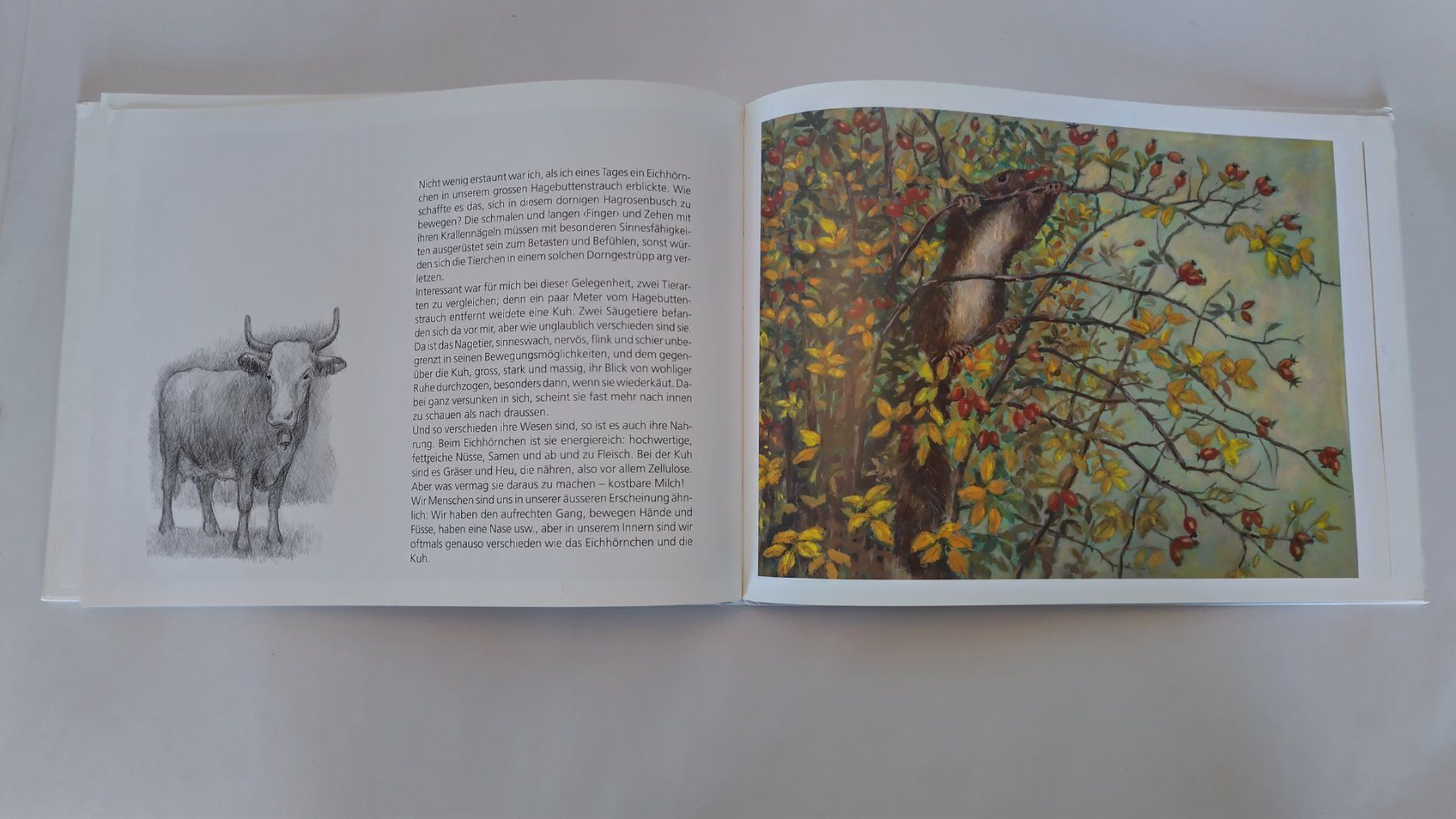 Bücher: Peter Bergmann - Eichhörnchen auf Besuch / Bilderbuch – Gebraucht aus Bellach von JingleJerry 9