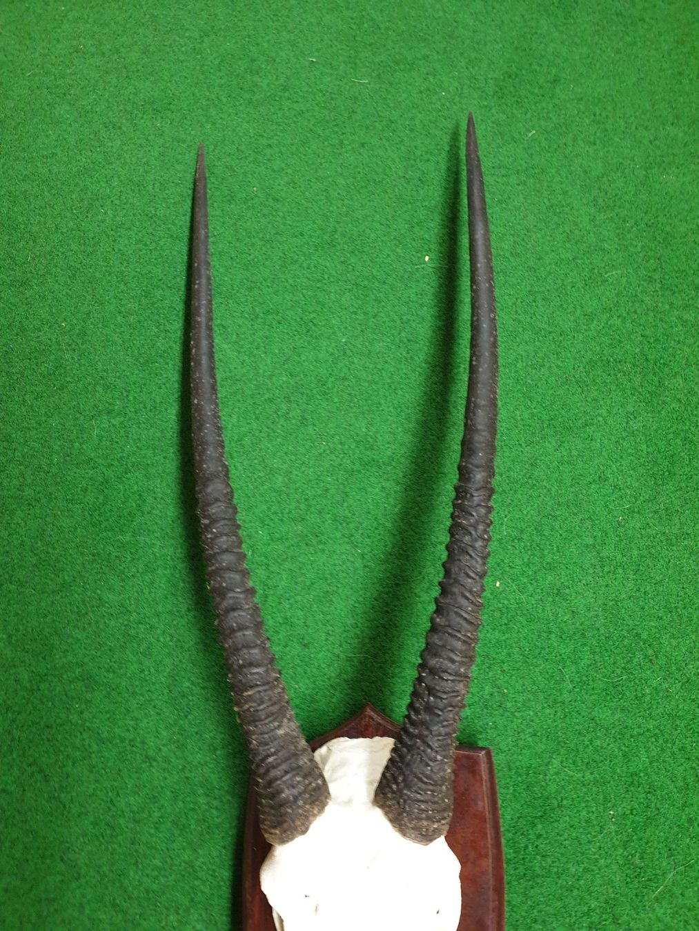 Altre raccolte & rarità: Oryx-Schädel mit Hörner – Usato da Wiesendangen venduto da franz369 2