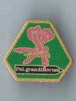 Pel. grandiflorum Pin