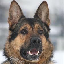 Profile image of razalgul