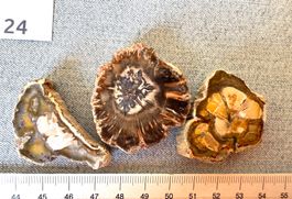 3x  Fossilien versteinertes Holz  Geschenk Idee   Madagaskar