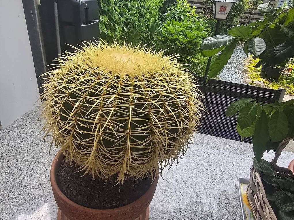 Pflanzen & Samen: Echinocactus grusonii  – Gebraucht aus Rheinfelden von Bernhardcompi