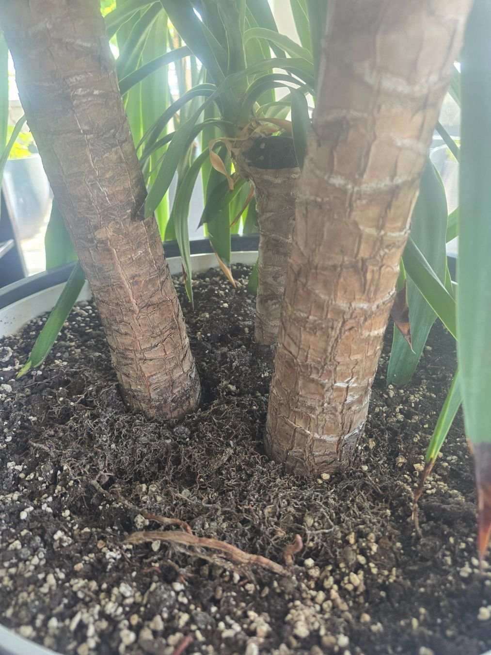 Pflanzen & Samen: Grosse Yucca Palme🎋 – Gebraucht aus Affoltern am Albis von Benjamin_zh 2