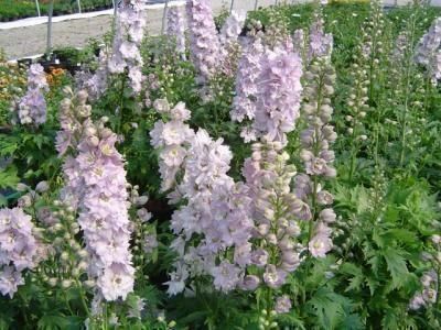 Pflanzen & Samen: 50 Samen Rittersporn CHERRY BLOSSOM – Neu (gemäss Beschreibung) aus Ehrendingen von VerveinaSamen 4