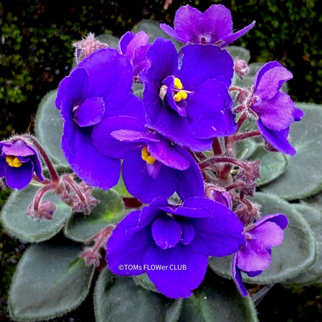 Piante & sementi: Saintpaulia Ionantha / African Violet – Nuovo e nell'imballaggio originale da Adliswil venduto da astom369 6