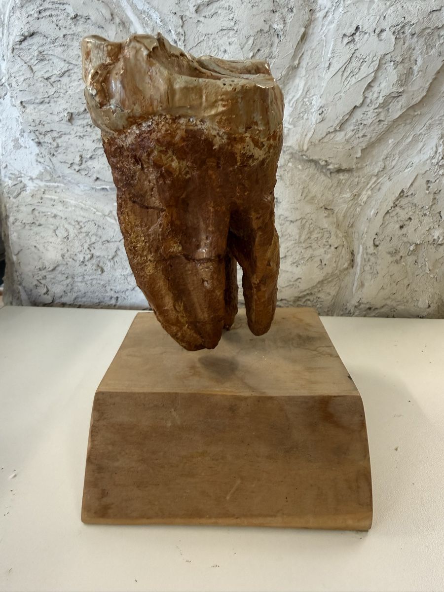 Tutte le decorazioni: Backenzahn-Nachbildung von einem Mastodon – Usato da Grenchen venduto da Bastet007 4