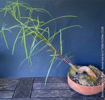 Brachychiton Rupestris Bonsai, Flaschenbaum, 50cm