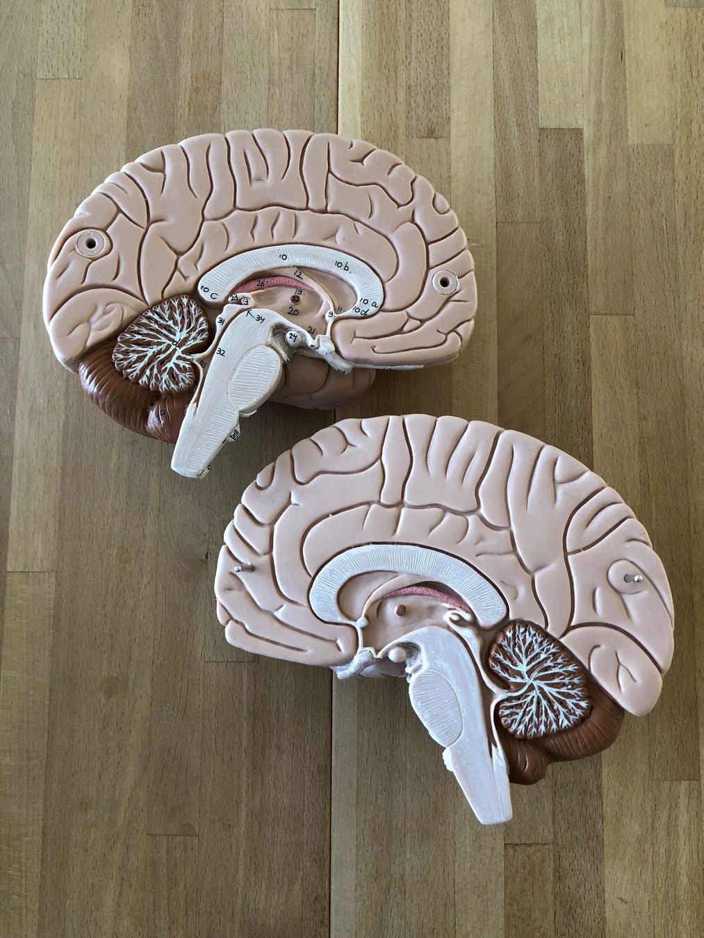 Modellbausätze & Standmodelle: Anatomisches Modell Gehirn – Gebraucht aus Zug von jim_floyd 3