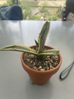 Agave Americana