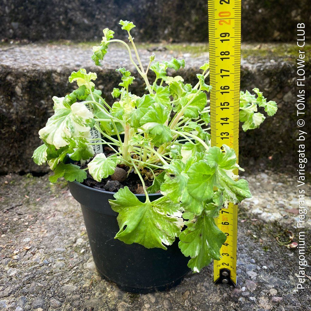 Pflanzen & Samen: Pelargonium Fragrans Variegata - seltene Duftgeranie – Neu und originalverpackt aus Adliswil von asTOMas963 4