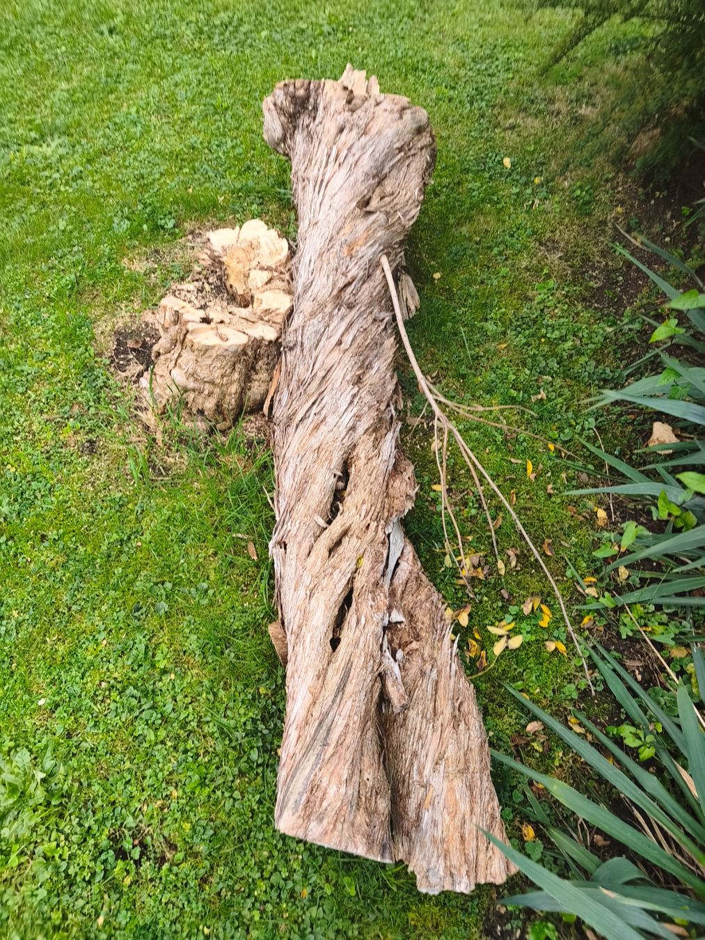 Holzartikel: Baumstamm – Defekt aus Wädenswil von Patriots