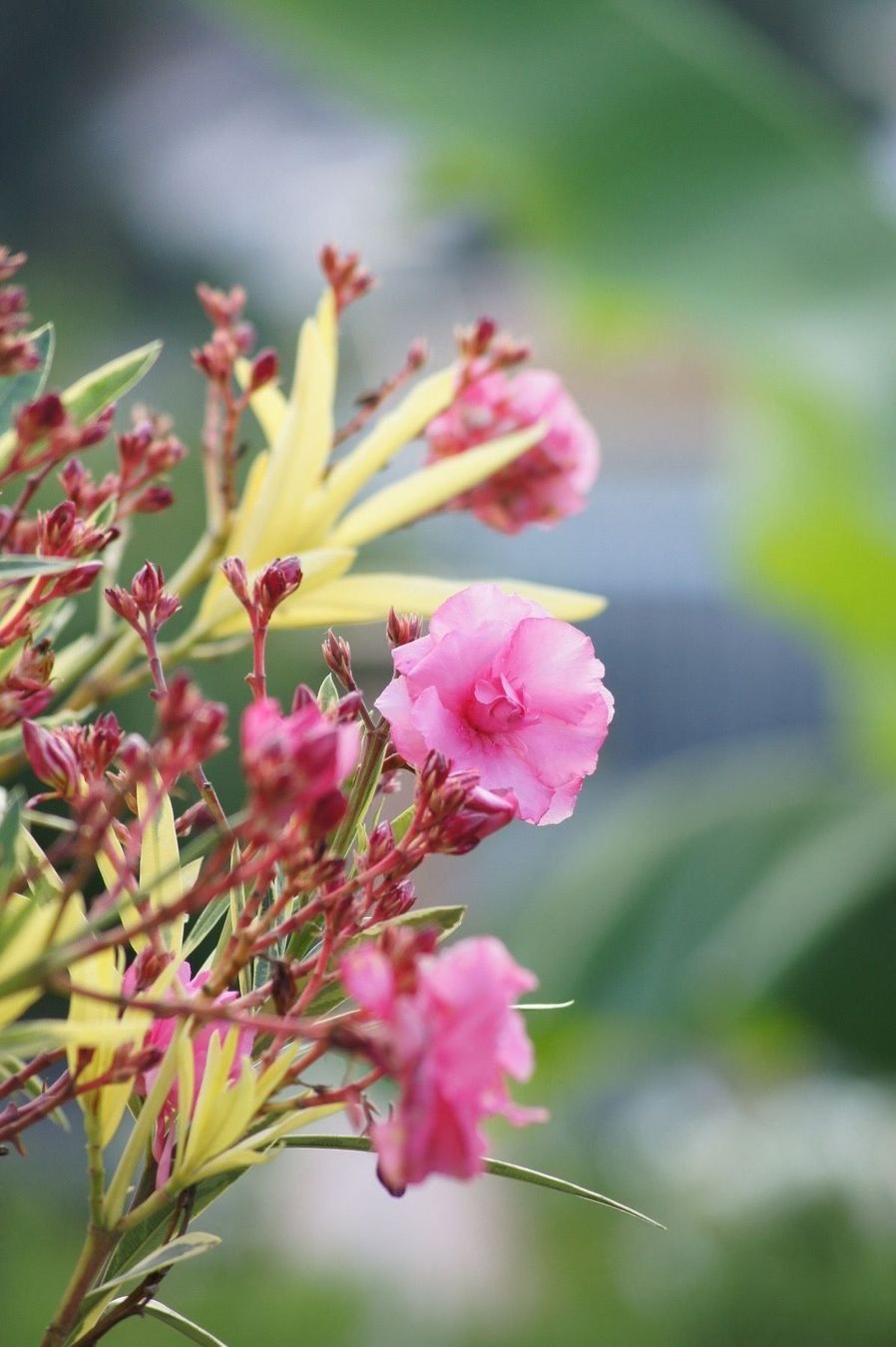 Piante & sementi: Oleander mit panaschierten Blättern (Versand möglich ) – Usato da seon venduto da Agnom 2