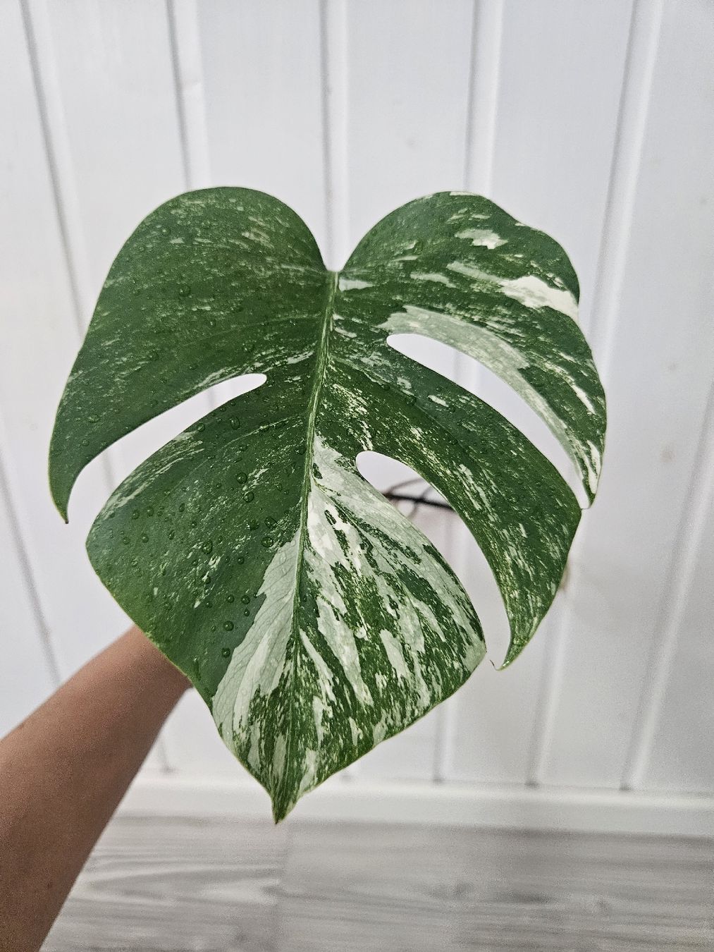 Piante & sementi: Monstera Albo Variegata talea con radici sane – Nuovo (secondo la descrizione) da Morbio Superiore venduto da kho_zdz8