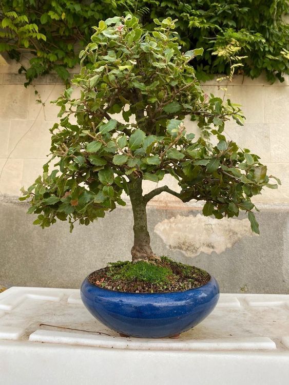 Quercus Ilex Bonsai Kaufen auf Ricardo