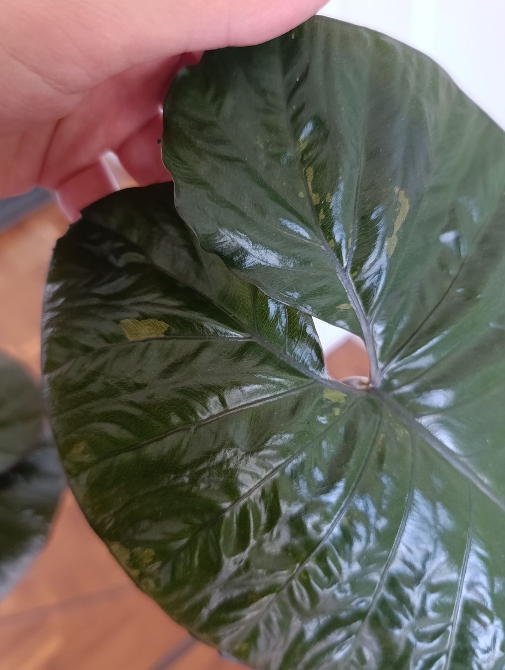 Piante & sementi: Alocasia Serendipity pink variegata – Usato da Baar venduto da L.isa28 5