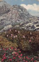 Natur, Bergblüten, Feldpost um 1920 BATAILLON 78