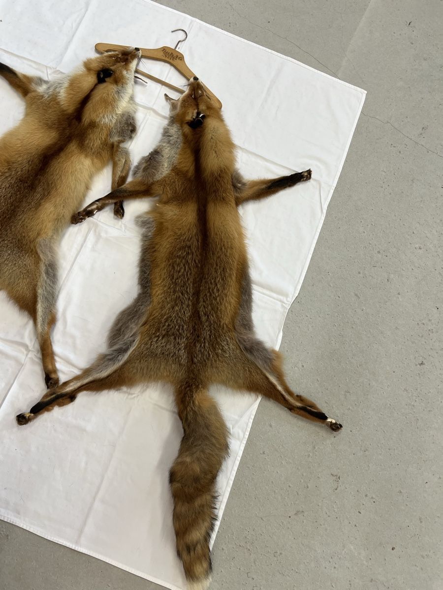 Il mondo degli animali: 2 x Fuchsfell – Usato da Euthal venduto da ruckzuckrohrfrei 2
