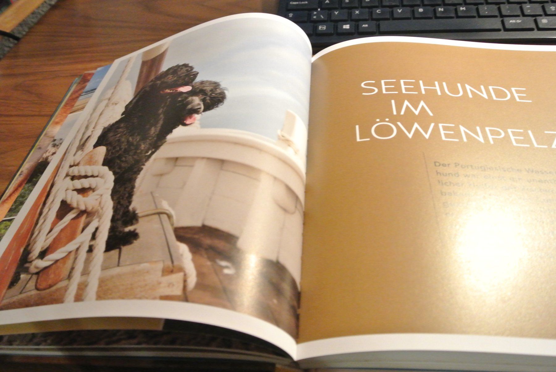 Libri: Gefährte HUND – Usato da Rüschlikon venduto da CBPL 2
