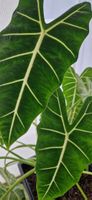 🤩Alocasia Frydek Rhizom 