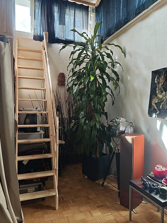 Plantes & graines: Zimmerpflanze: Dracaena 3m – D'occasion à Zürich par ste_hv76