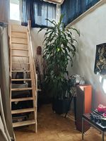 Zimmerpflanze: Dracaena 3m