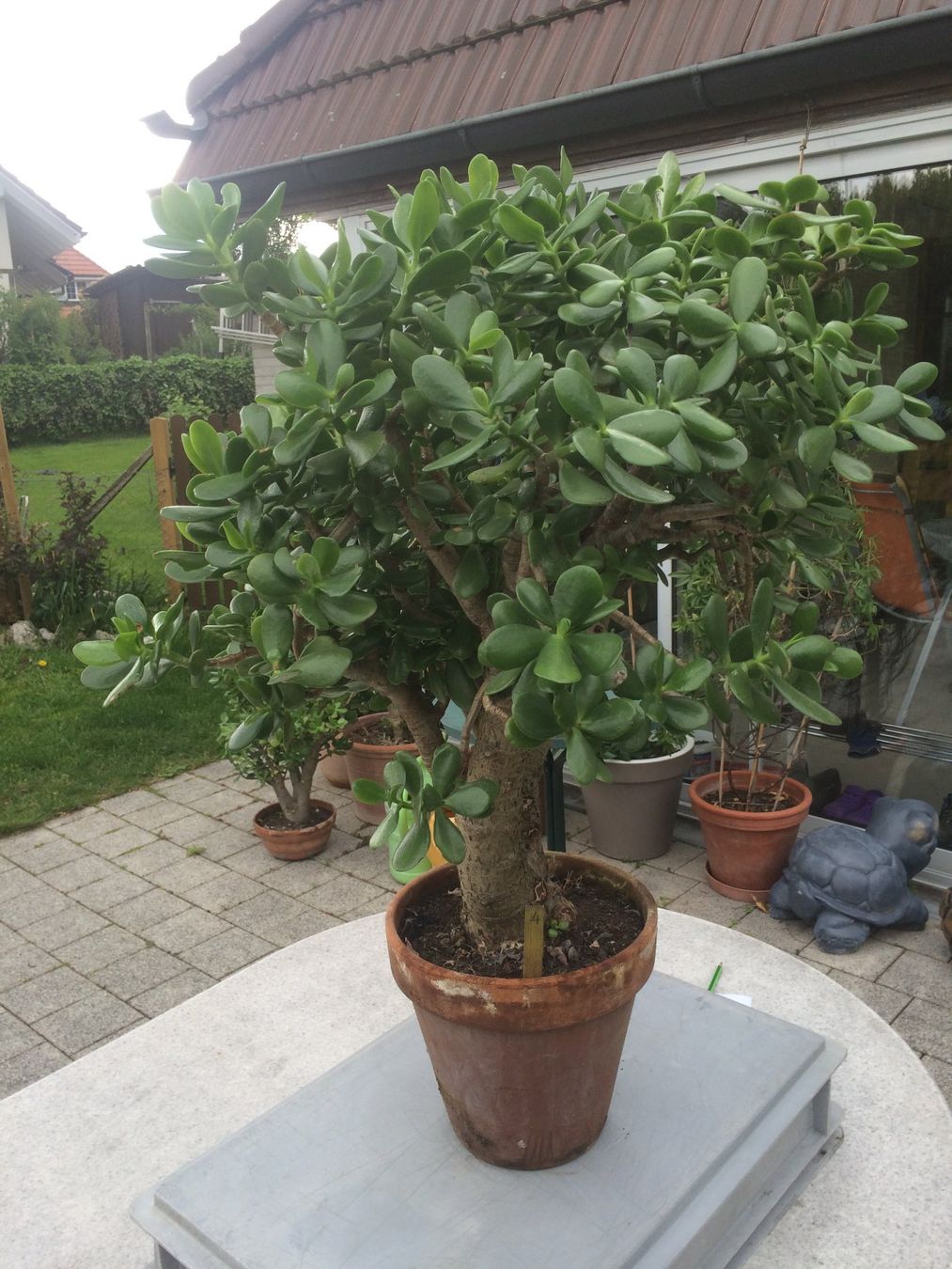 Pflanzen & Samen: Crassula ovata – Neu (gemäss Beschreibung) aus Vinelz von Wellensittich55 7